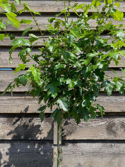 Rode Meidoorn (Hoogstam) - Crataegus laevigata 'Paul's Scarlet'