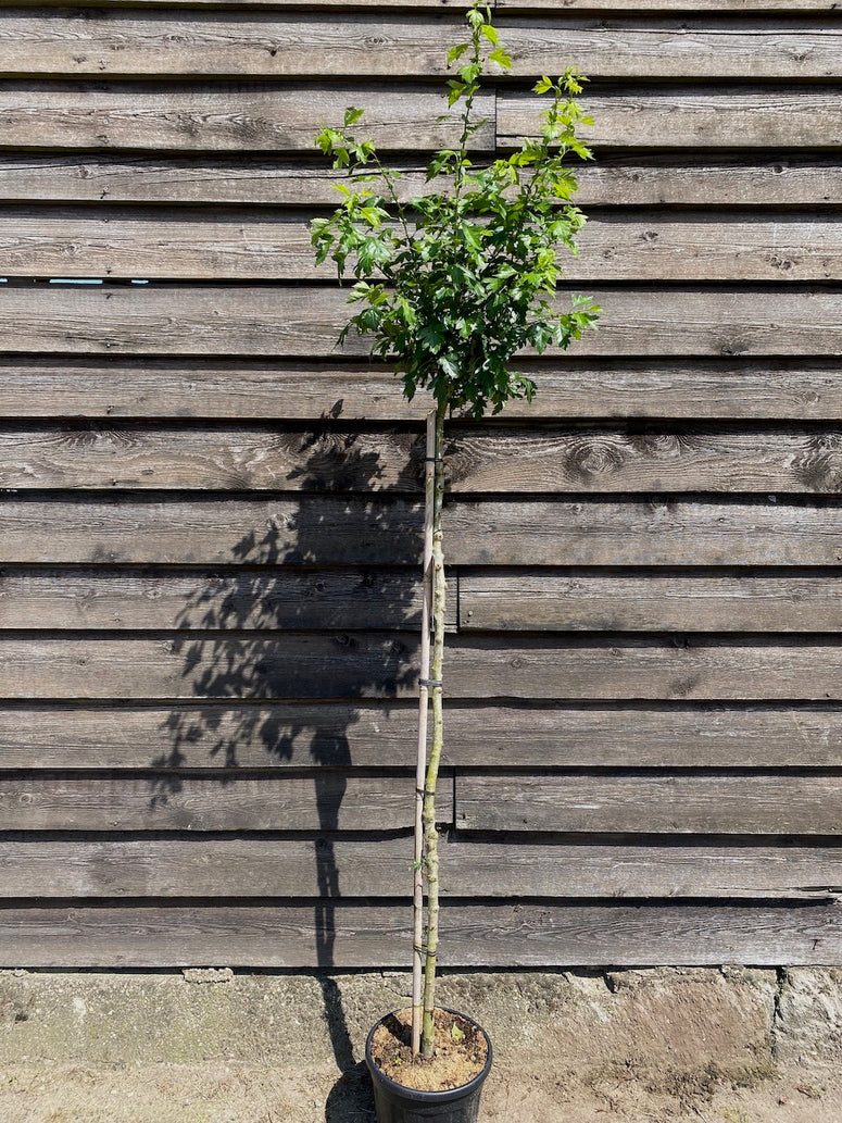 Tweestijlige Meidoorn rood Crataegus laevigata 'Paul's Scarlet'