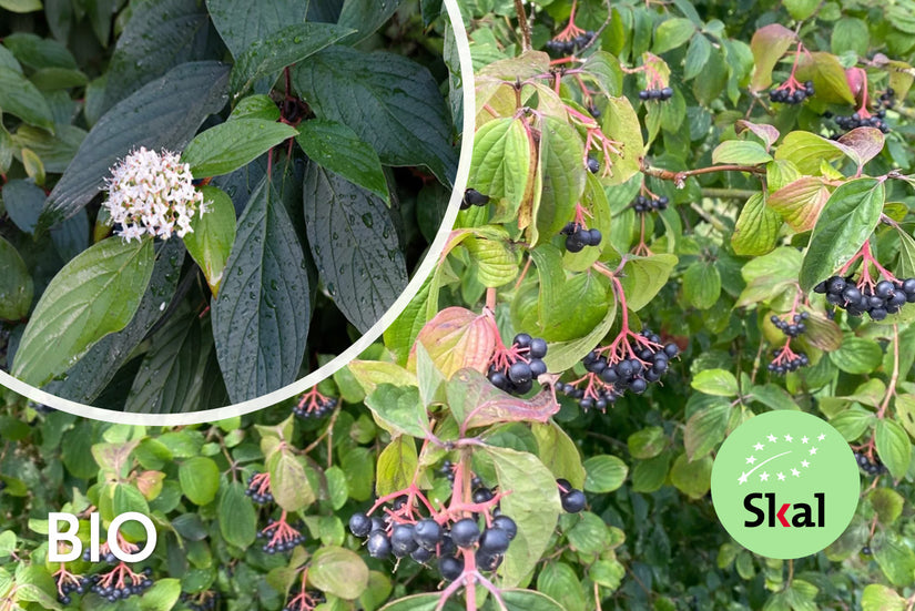 Biologische Rode kornoelje - Cornus sanguinea
