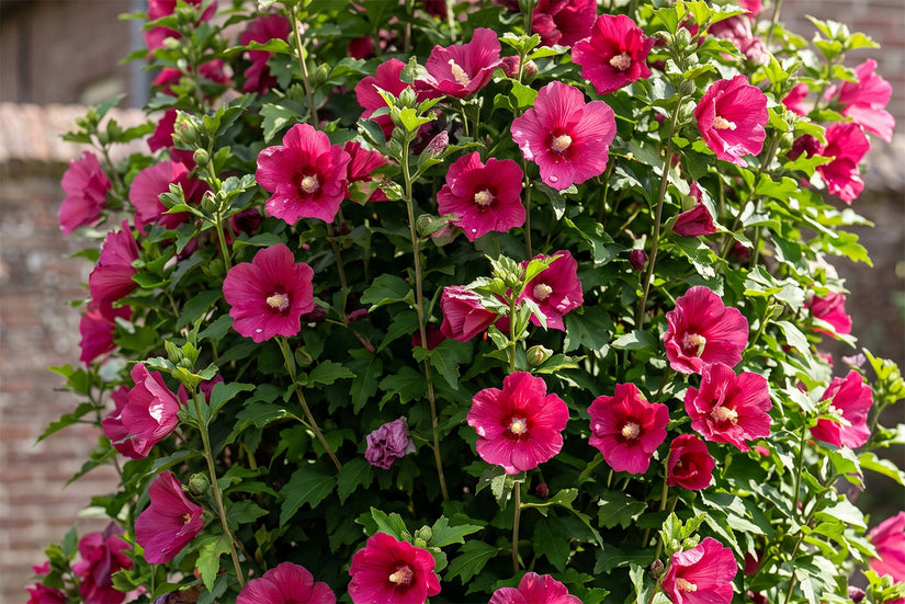 Rode Zuil Hibiscus - Hibiscus syriacus 'Flower Tower Ruby' Zuilvorm