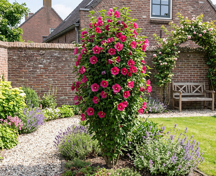 Rode Zuil Hibiscus - Hibiscus syriacus 'Flower Tower Ruby' Zuilvorm