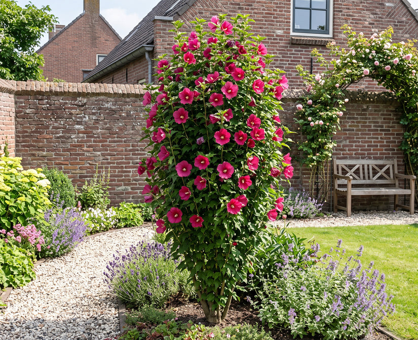 Rode Zuil Hibiscus - Hibiscus syriacus 'Flower Tower Ruby' Zuilvorm