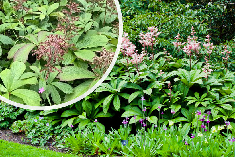 Schout bij nacht - Rodgersia Aesculifolia