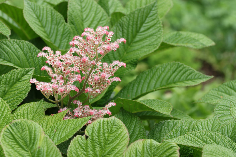 Schout bij nacht - Rodgersia henrici