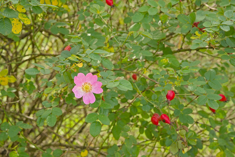 Gewone Hondsroos - Rosa canina