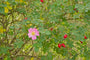 Gewone Hondsroos - Rosa canina