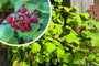 Japanse wijnbes Biologisch - Rubus phoenicoelasius