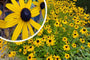 Gele Zonnehoed - Rudbeckia Fulgida 'Goldsturm'