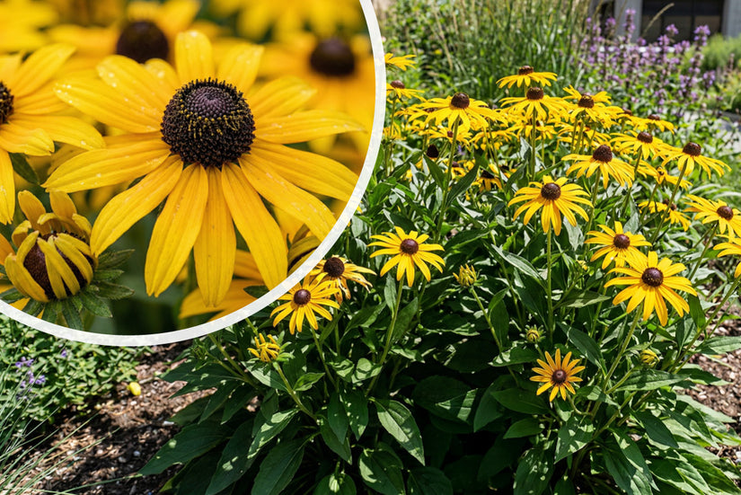 Gele zonnehoed - Rudbeckia fulgida 'City Garden'