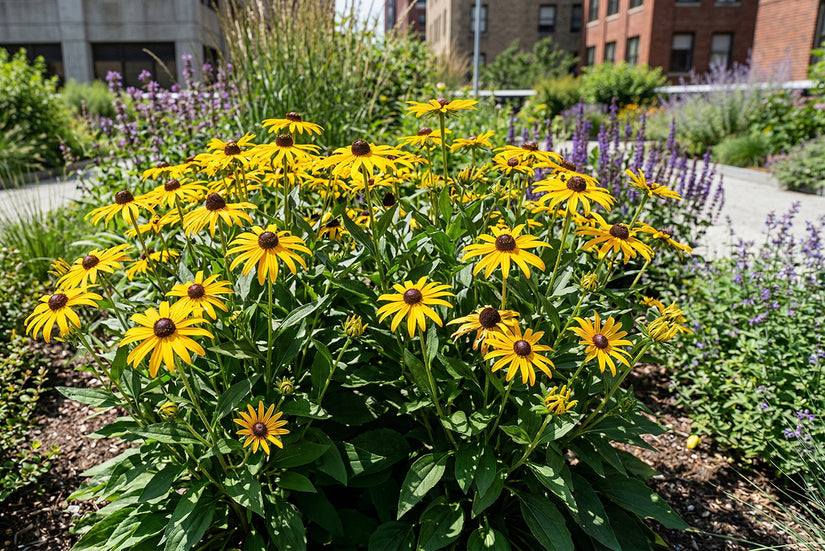 Gele zonnehoed - Rudbeckia fulgida 'City Garden'