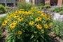 Gele zonnehoed - Rudbeckia fulgida 'City Garden'