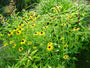 Zonnehoed - Rudbeckia fulgida 'Little Goldstar'