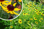 Zonnehoed - Rudbeckia fulgida 'Little Goldstar'