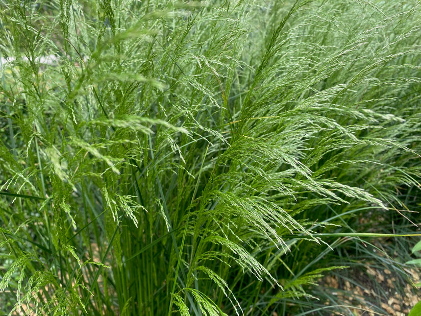 Ruwe smele - Deschampsia cespitosa 'Goldschleier'