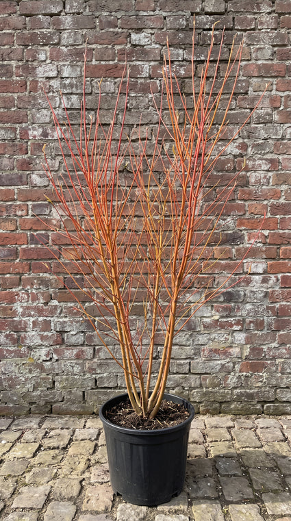 Schietwilg (Struikvorm) - Salix alba 'Chermesina'