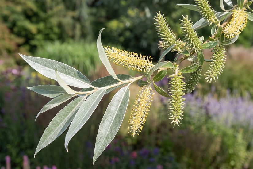 Zilverwilg - Salix alba 'Sericea' Hoogstam boom