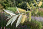 Zilverwilg - Salix alba 'Sericea' Hoogstam boom