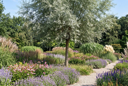 Zilverwilg - Salix alba 'Sericea' Hoogstam boom