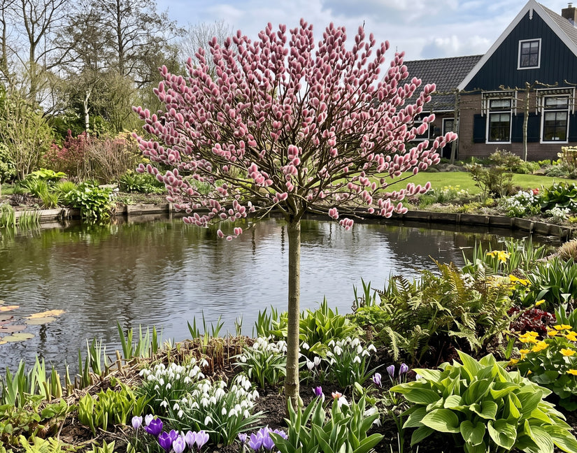 Roze katwilg (Hoogstam) - Salix gracilistyla 'Mount Aso'