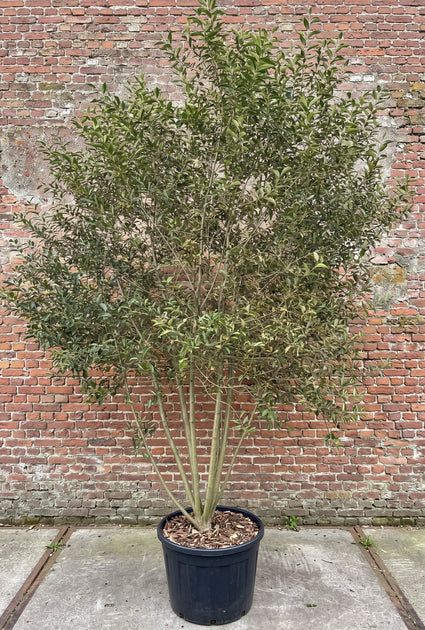 meerstammige salix pentandra