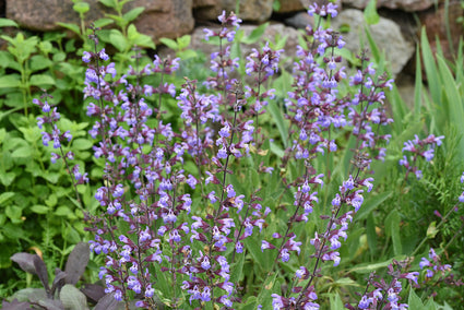 Biologisch Echte Salie - Salvia officinalis