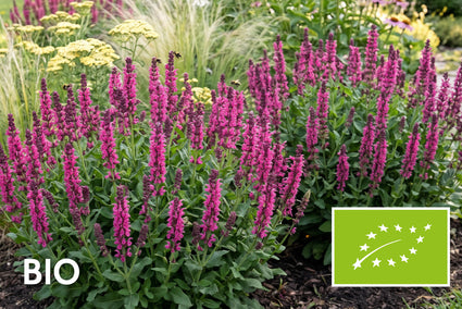 Biologische Salie - Salvia nemorosa 'Rose Marvel'