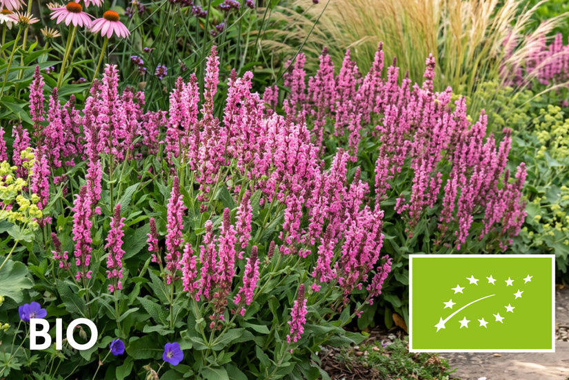 Biologische Salie - Salvia nemorosa 'Sensation Medium Pink'