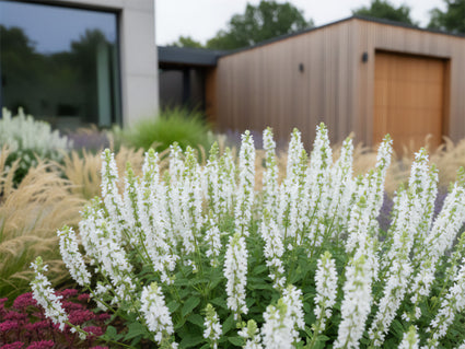 Salie (Wit) - Salvia nemorosa 'Sensation White'
