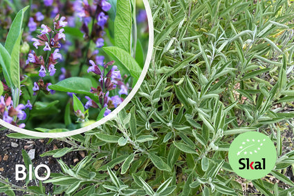 Breedbladige Salie - Biologische Salvia officinalis