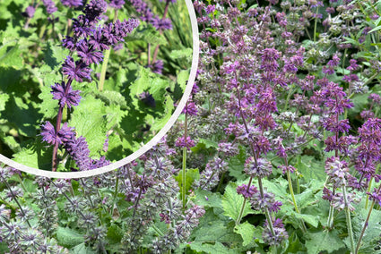 Kranssalie - Salvia verticillata 'Purple Rain'