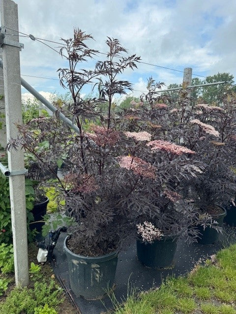 Zwarte Vlier - Sambucus nigra 'Black Lace'