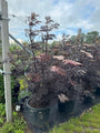 Zwarte Vlier - Sambucus nigra 'Black Lace'