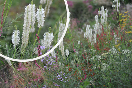 Pimpernel (Wit) - Sanguisorba Canadensis