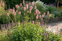 Pimpernel - Sanguisorba 'Fire Explosion'