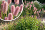 Pimpernel - Sanguisorba 'Fire Explosion'