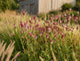 Grote pimpernel (Roze) - Sanguisorba officinalis 'Pink Tanna'