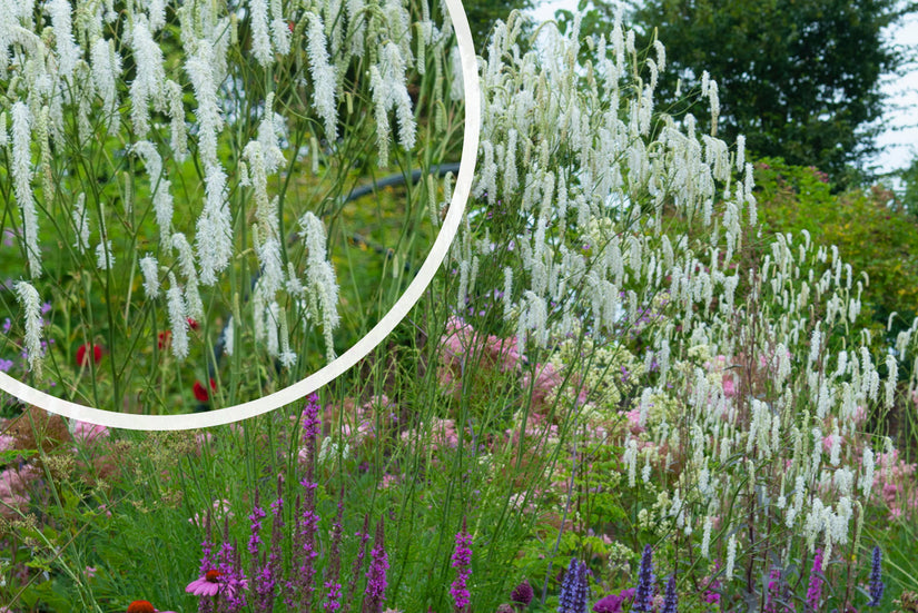 Pimpernel (Wit) - Sanguisorba Tenuifolia var. alba