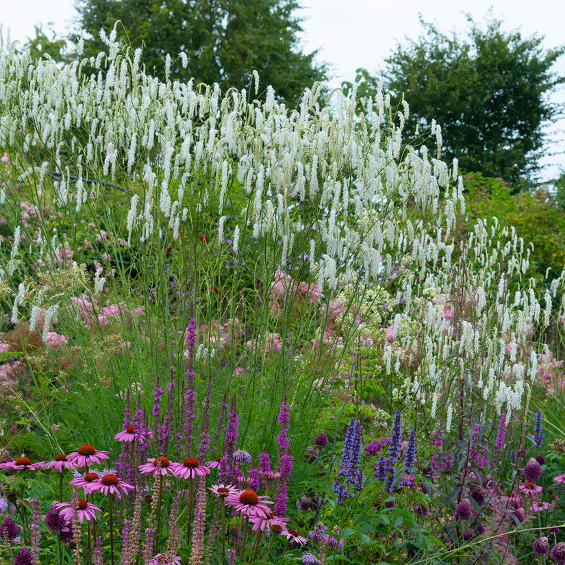 Pimpernel (Wit) - Sanguisorba Tenuifolia var. alba