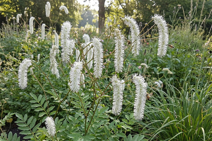 Pimpernel (Wit) - Sanguisorba 'White Brushes'