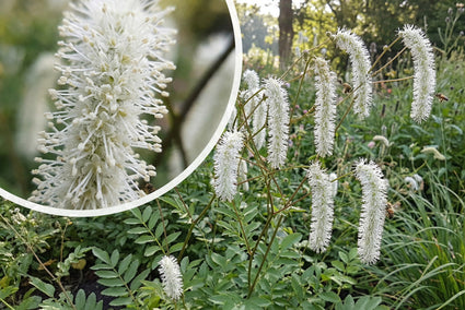 Pimpernel (Wit) - Sanguisorba 'White Brushes'