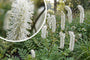 Pimpernel (Wit) - Sanguisorba 'White Brushes'