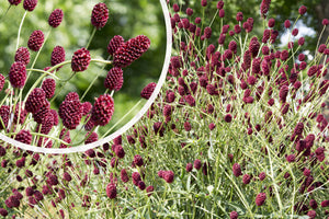 Biologische grote pimpernel - Sanguisorba officinalis