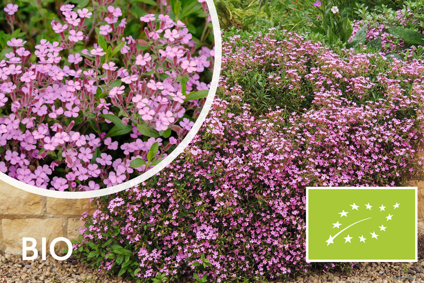 Biologische Zeepkruid - Saponaria ocymoides