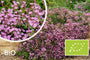 Biologische Zeepkruid - Saponaria ocymoides