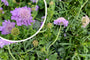 Duifkruid - Scabiosa columbaria 'Butterfly Blue'