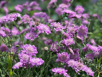 Biologisch Duifkruid - Scabiosa columbaria 'Pink Mist'