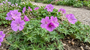 Ooievaarsbek - Geranium tuberosum
