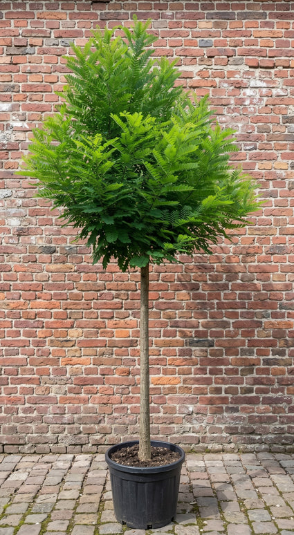 Schijnacacia - Robinia pseudoacacia 'Bessoniana'