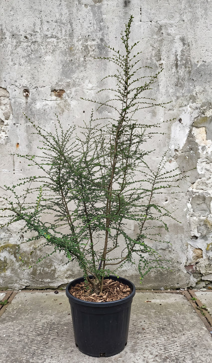 Schijnbeuk (Struikvorm) - Nothofagus antarctica