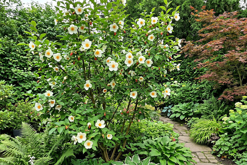Schijncamelia - Stewartia rostrata